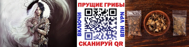 Псилоцибиновые грибы ЛСД  darknet наркотические препараты  Бавлы 